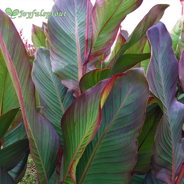 Canna World's Tallest Canna Lily Seeds