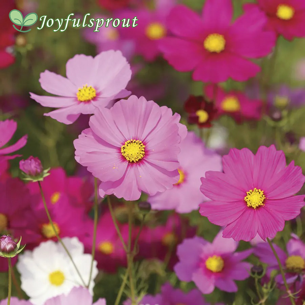 Cosmos Sensation Mix Seeds