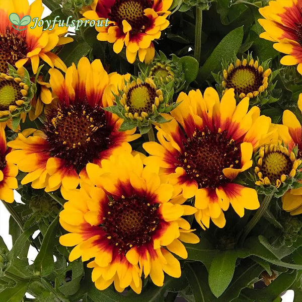 Gaillardia 'Spintop Red Starburst' Seeds