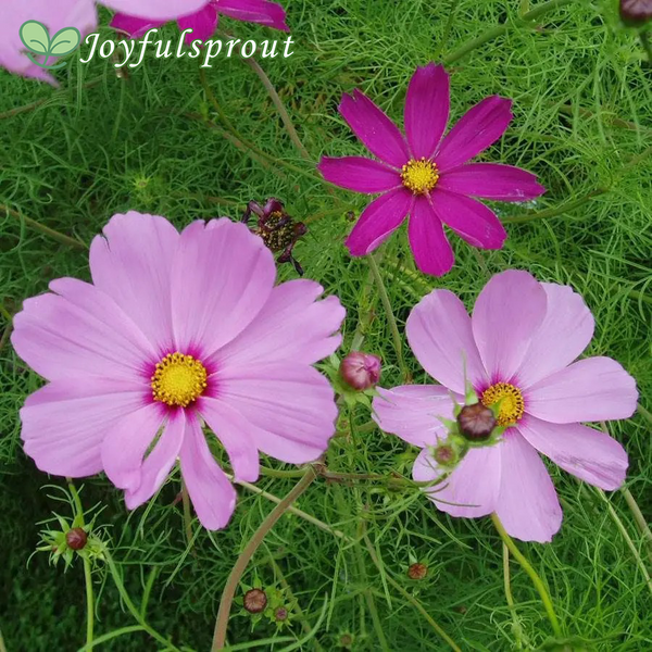 Sensation Mix Cosmos Seeds