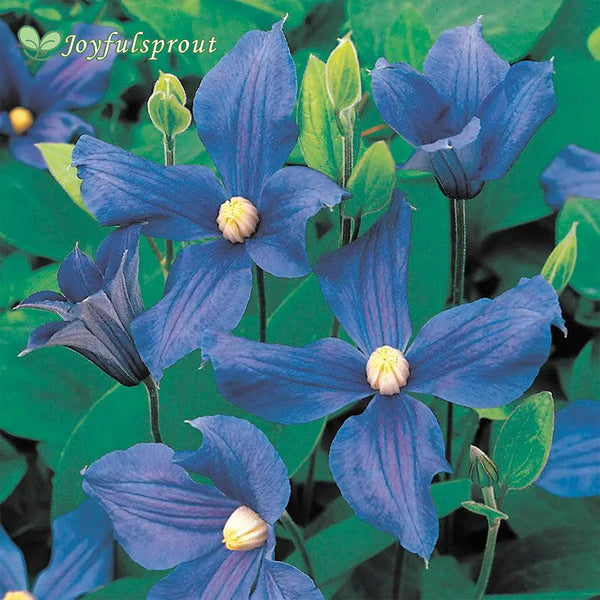 Clematis Durandii Seeds