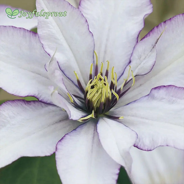 Clematis Samaritan Jo Boulevard Seeds