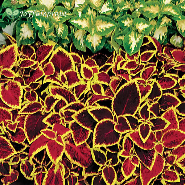 Wizard Scarlet Coleus Seeds