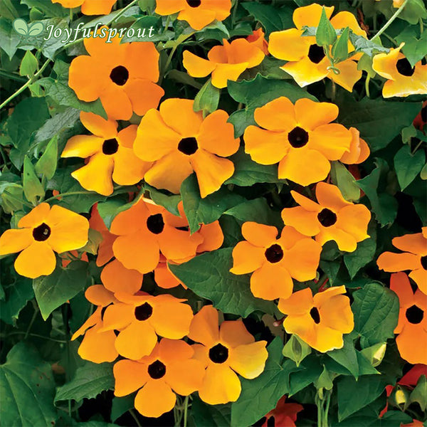 Susie Orange Black-Eyed Susan Vine Thunbergia Seeds
