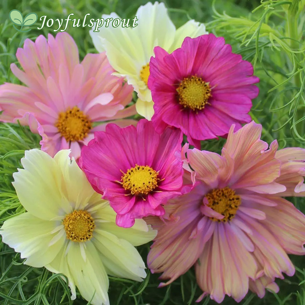 Cotton Candy Mix Cosmos Seeds
