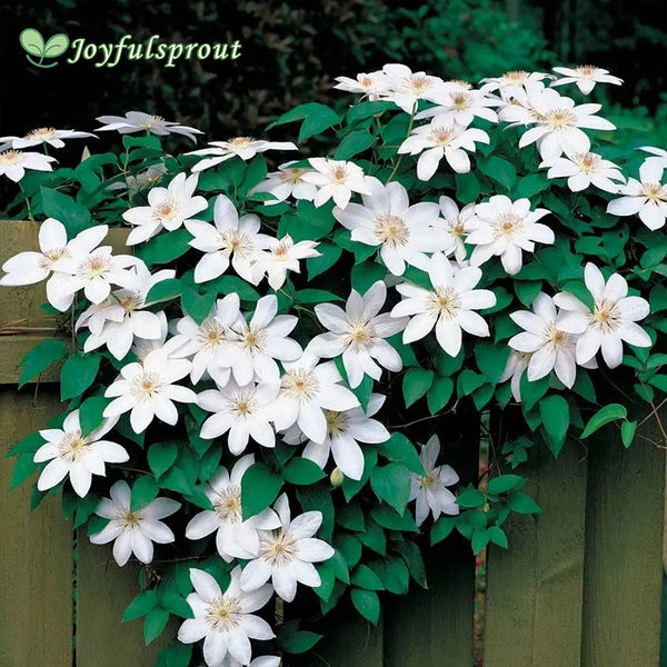 Henryi Clematis Seeds