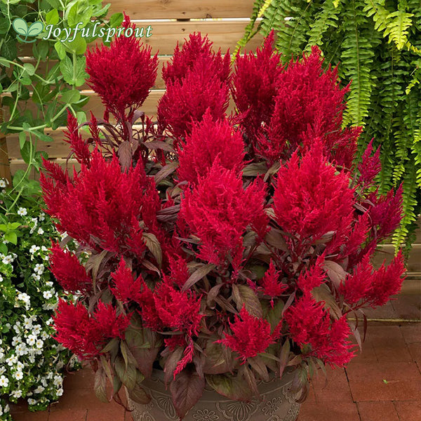 Dragon's Breath Celosia Seeds
