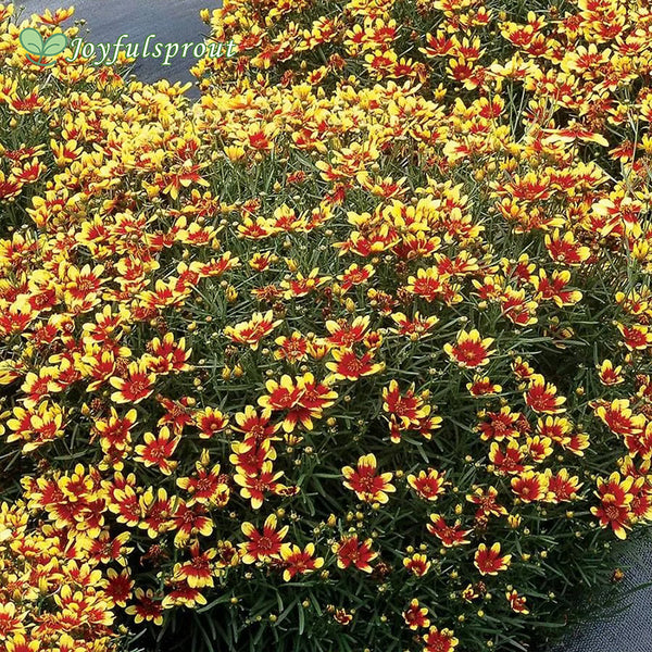 Coreopsis Honeybunch 'Red & Gold' Seeds