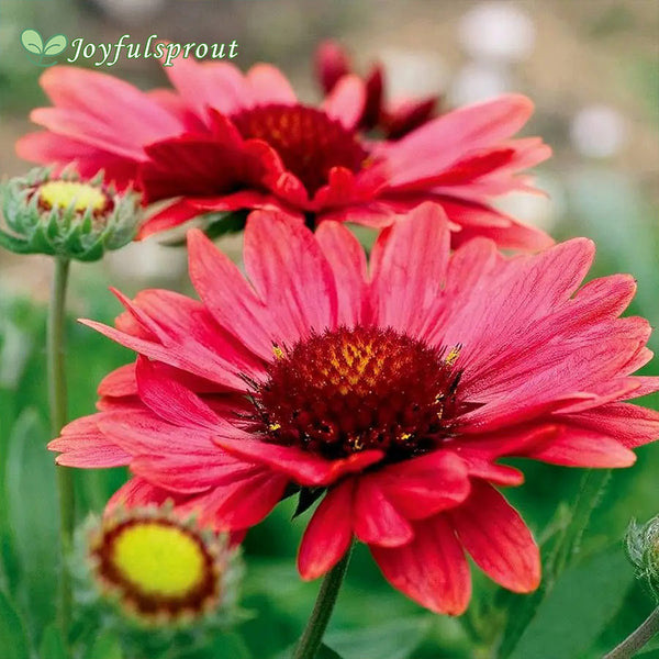 Gaillardia 'Arizona Red Shades' Seeds