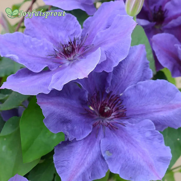 Clematis Boulevard Ravel Seeds
