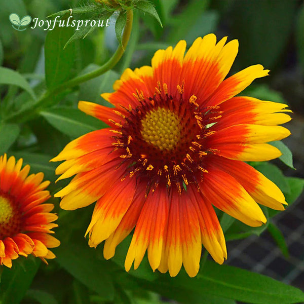 Gaillardia 'Arizona Sun' Seeds