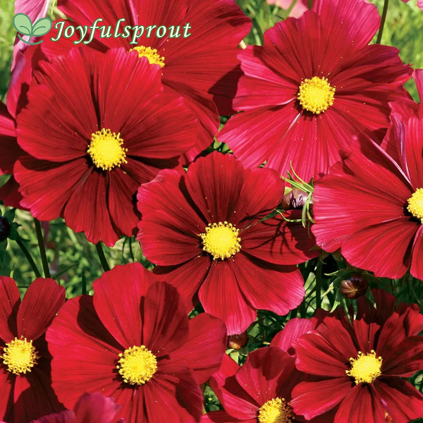 'Rubenza' Cosmos Seeds