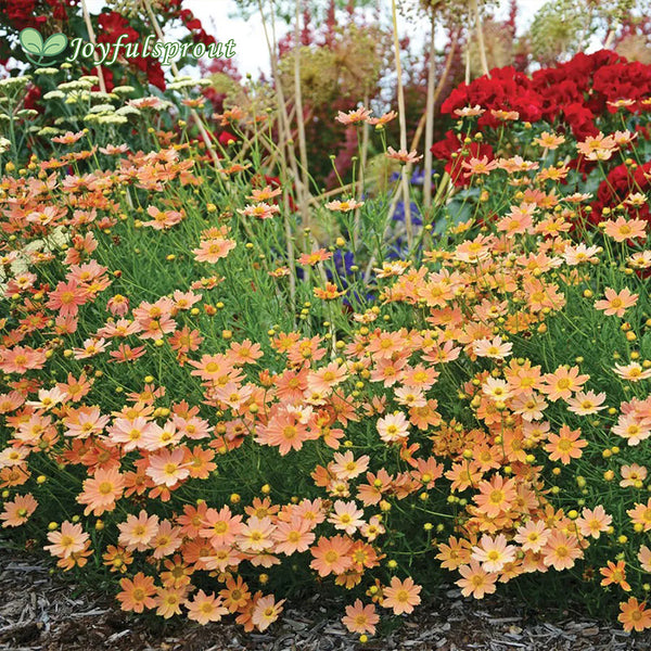 Coreopsis Créme Caramel Tickseed Seeds
