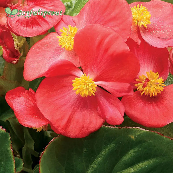 Tophat Scarlet Green Leaf Begonia Seeds