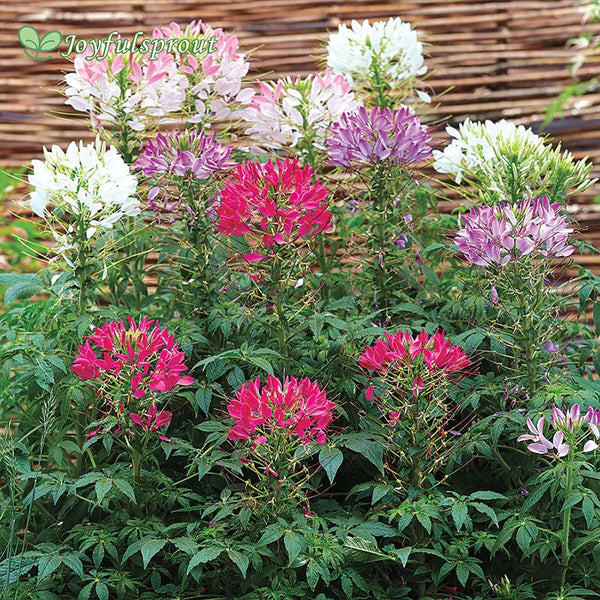 Sparkler Mix Spider Flower Seeds