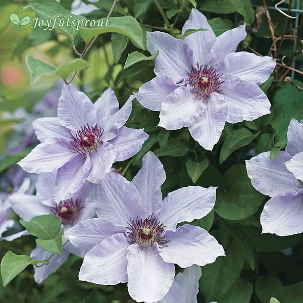 Clematis Still Waters Seeds