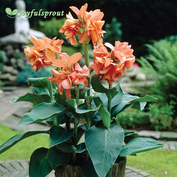 Canna Tropical Sunrise Canna Lily Seeds