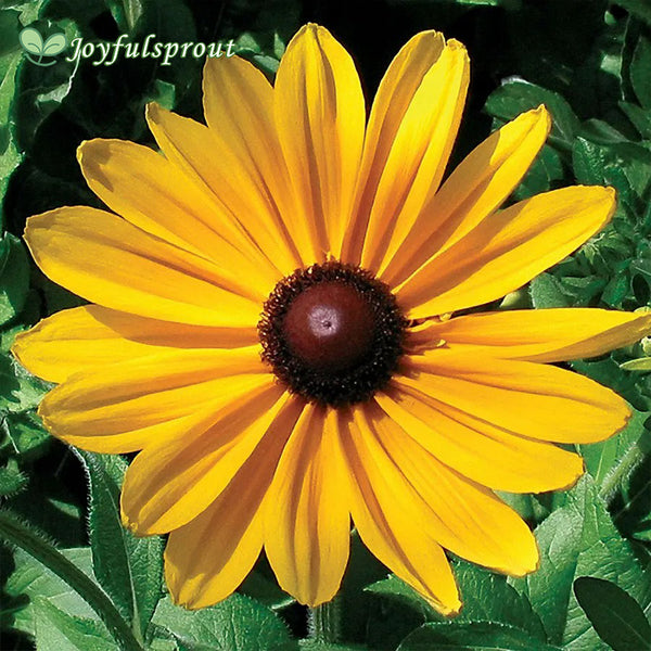 Indian Summer Rudbeckia Seeds