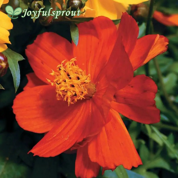 Cosmic Red Cosmos Seeds