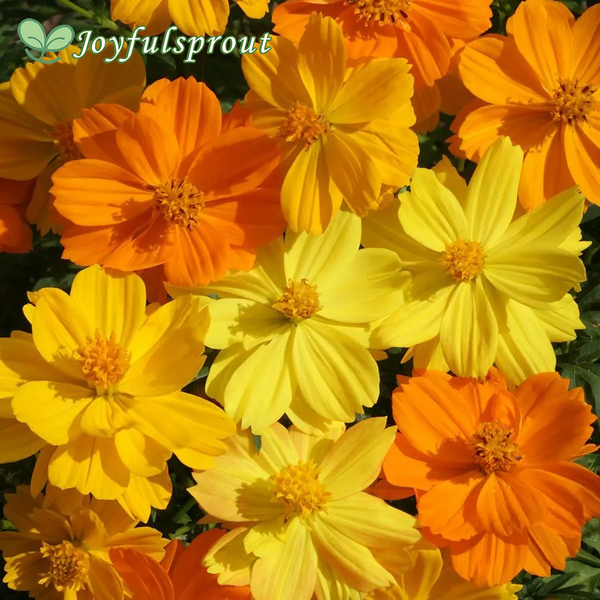 'Bright Lights' Cosmos Seeds