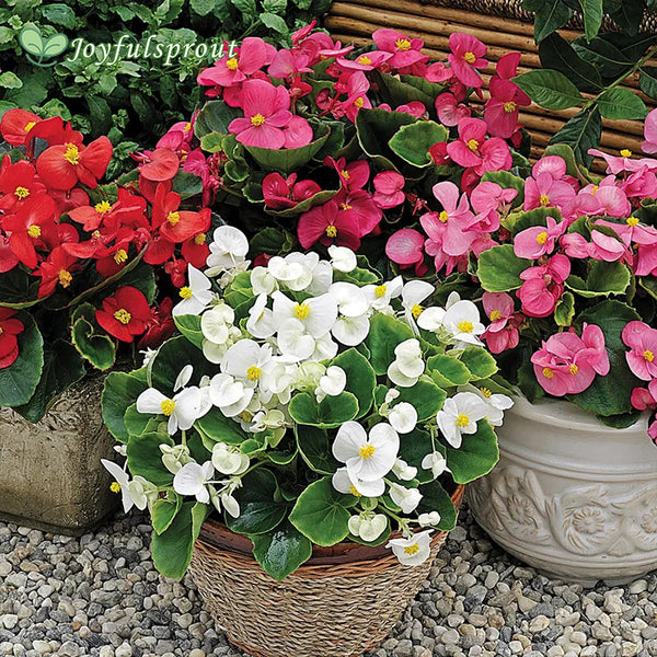 Bada Bing Mix Begonia Seeds