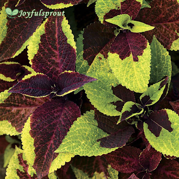 Pineapple Surprise Premium Sun Coleus Seeds
