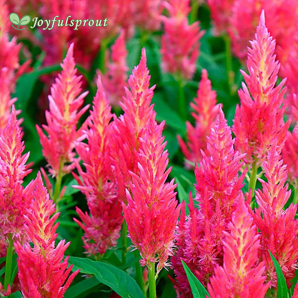 Flamma Pink Celosia Seeds