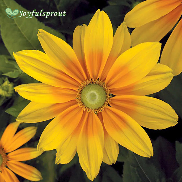 Prairie Sun Rudbeckia Seeds