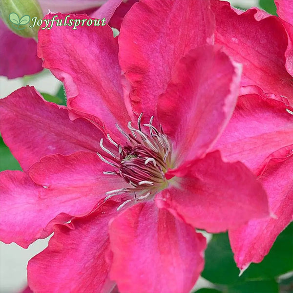 Clematis Tekla Garland Seeds