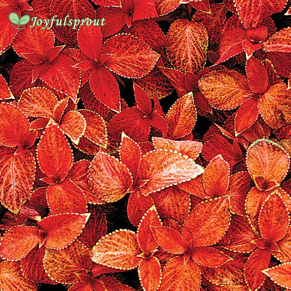 Wizard Sunset Coleus Seeds