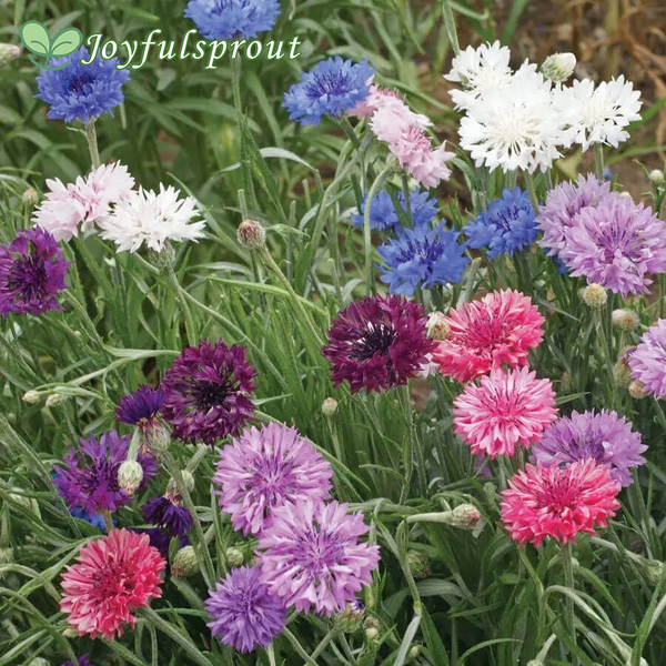 'Polka Dot Mix' Dwarf Cornflower Seeds