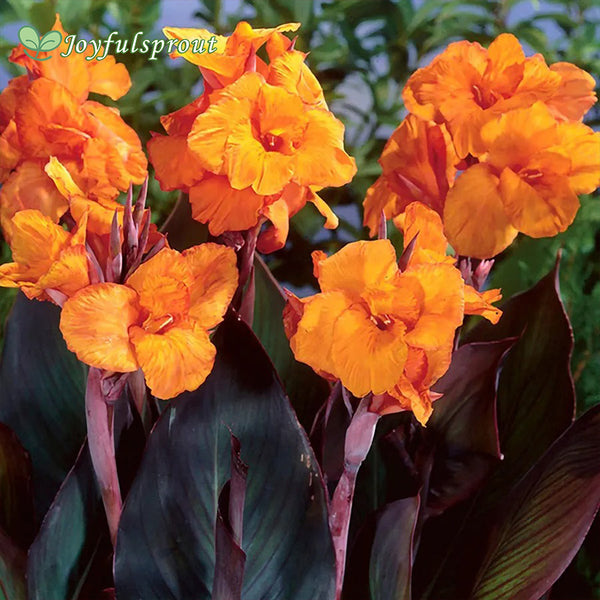 Canna 'Wyoming' Seeds