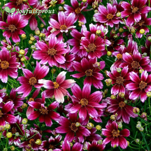 Coreopsis 'Berry Chiffon' Seeds