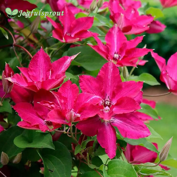 Clematis 'Viva Polonia' Seeds