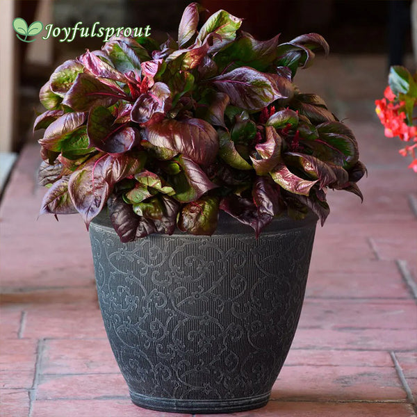 Sol Lizard Leaf Celosia Seeds