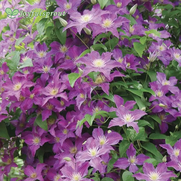 Clematis Jolly Good Seeds