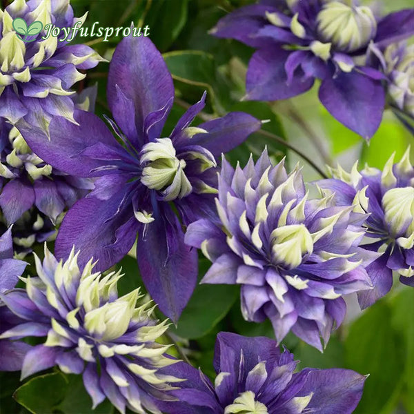 Clematis 'Taiga' Seeds