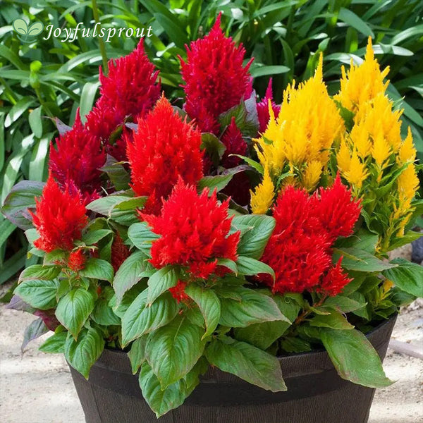 Bright Sparks Mix Celosia Seeds
