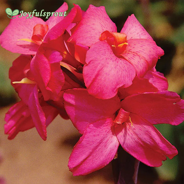 Canna Pink Futurity Canna Lily Seeds