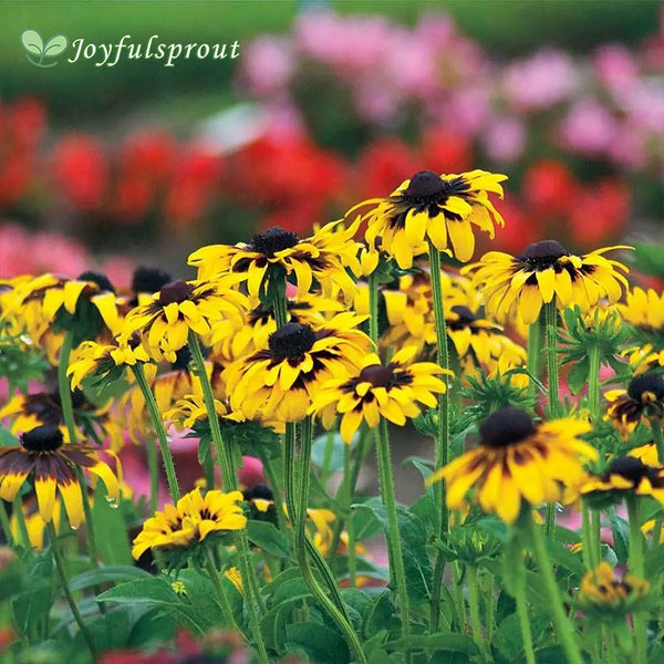 'Kelvedon Star' Rudbeckia Seeds