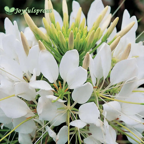 Sparkler White Spider Flower Seeds