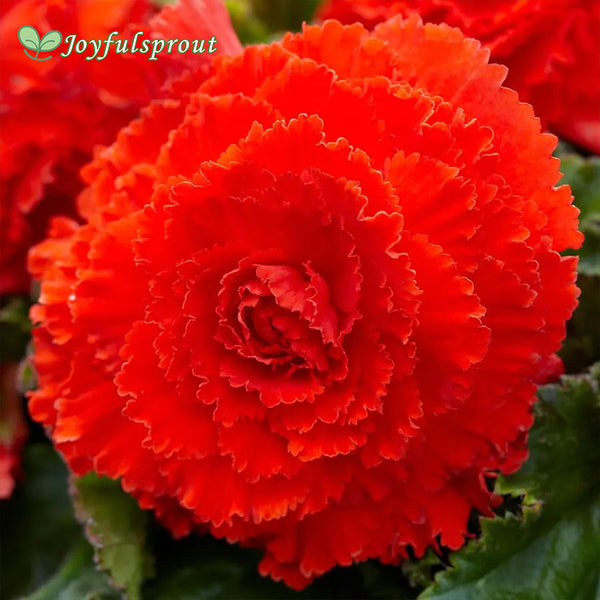 Begonia Fimbriata Red Blend Seeds