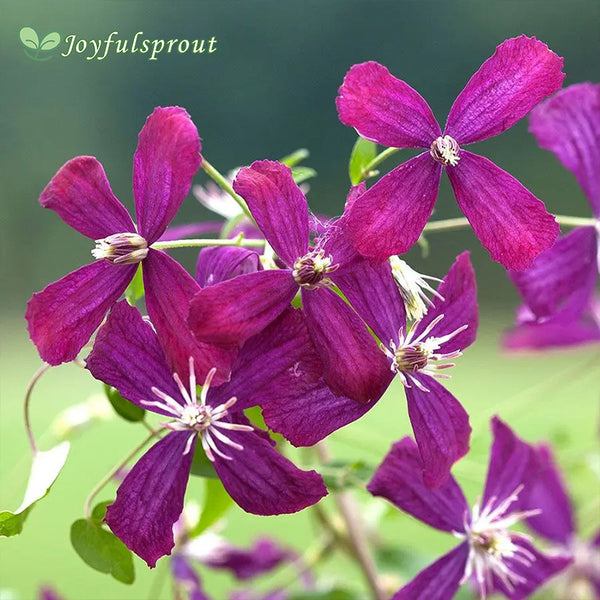 Sweet Summer Love Clematis Seeds