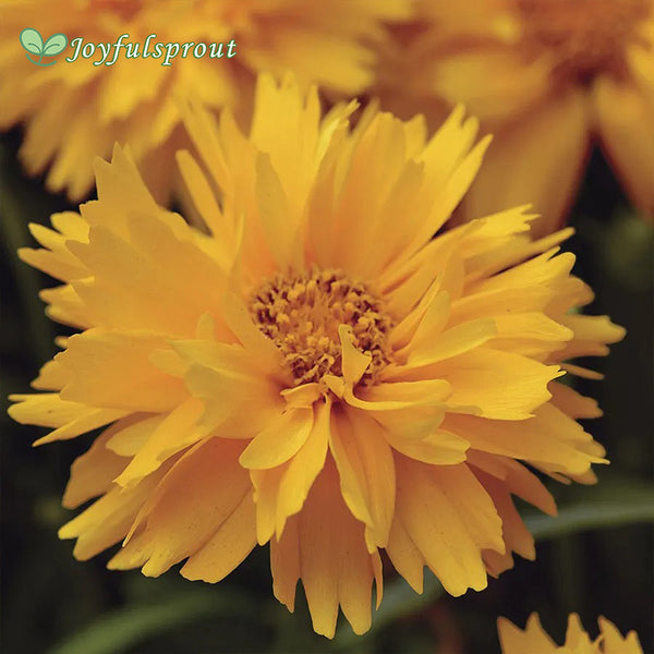 Presto Gold Coreopsis Seeds