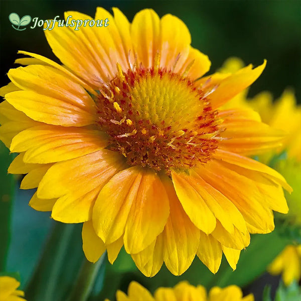 Arizona Apricot Blanket Flower Seeds