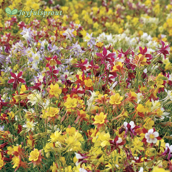 'McKana Giants Mixed' Columbine Seeds