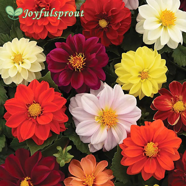 Figaro Mixture Dahlia Seeds