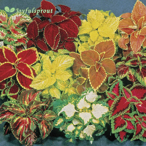 Fairway Hybrid Mix Coleus Seeds