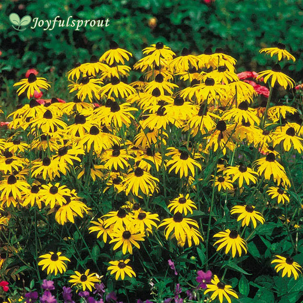 Goldsturm Strain Rudbeckia Seeds