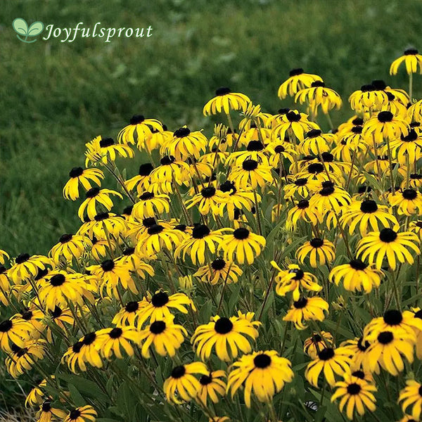 'American Gold Rush' Rudbeckia